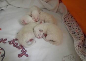 Holly - portée de 5 chatons : 08.08.2015 - Chatterie Ragdolls du Val de Beauvoir